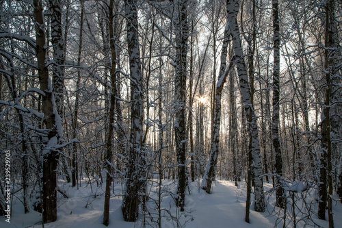 winter forest at sunset of Novosibirsk in the month of December 2018.