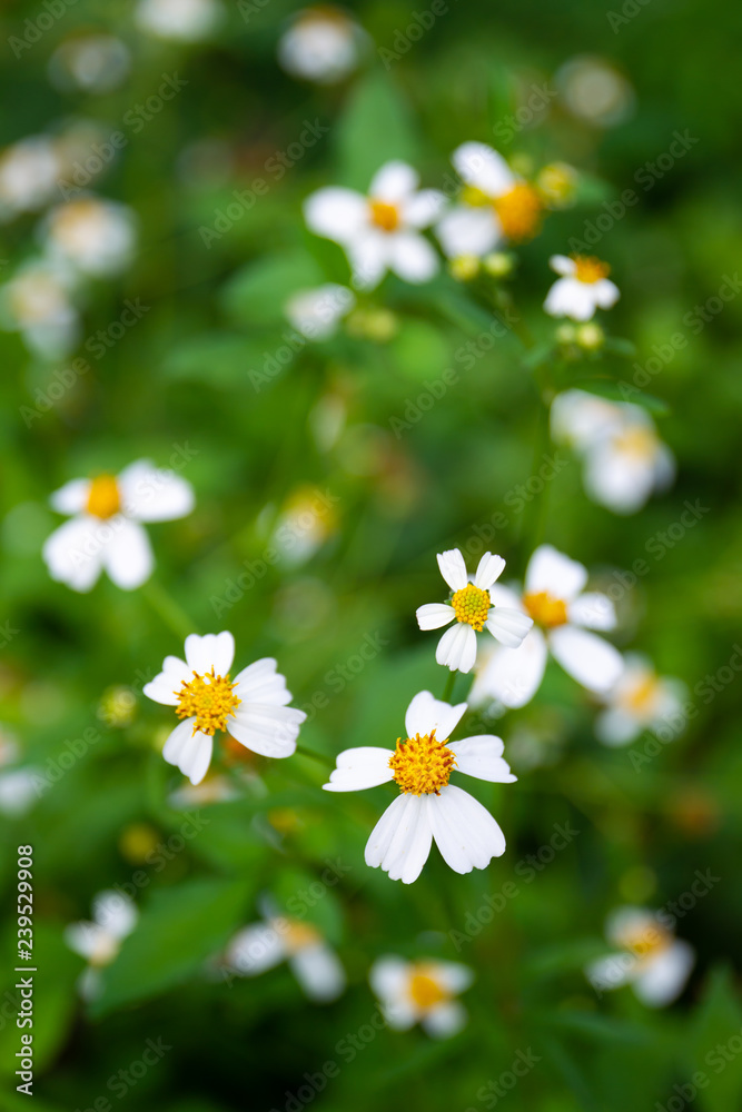 Yellow and white wild daisy flowers close up. Processed in vintage color tone. Yellow and white wild daisy flowers close up. Processed in vintage color tone.