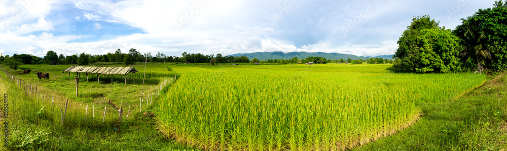 Panorama landscape of the golden Jasmine rice field in countryside in Asia.