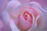 blooming pink rose