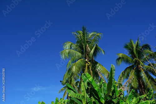 coconut trees and banana trees in the farm with clear blue sky and sunny at noon