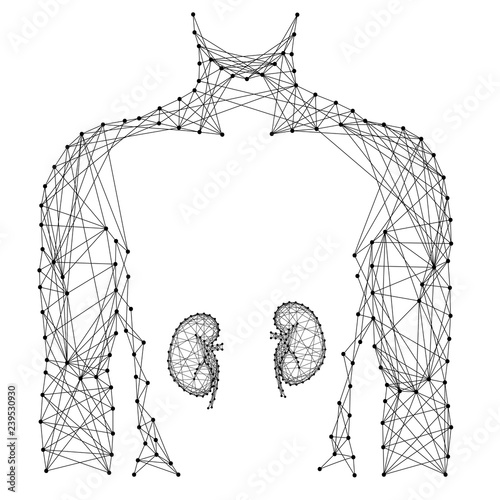 Man torso kidney organ inside medicine health urology system from abstract futuristic polygonal black lines and dots. Vector illustration.