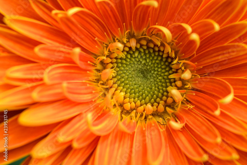 Orange Barberton daisy