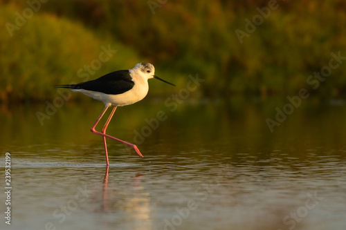 Bird feeding in water. Black-winged Stilt / Himantopus himantopus. Oman