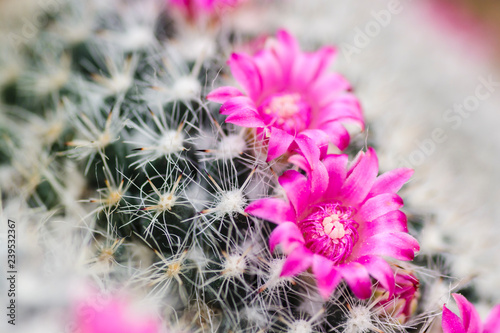 pink flower cactus