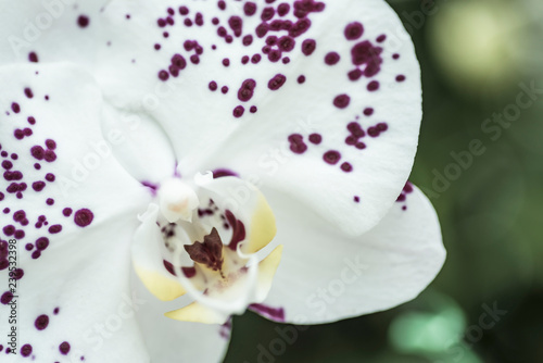 closeup centre of purple spot moth orchid