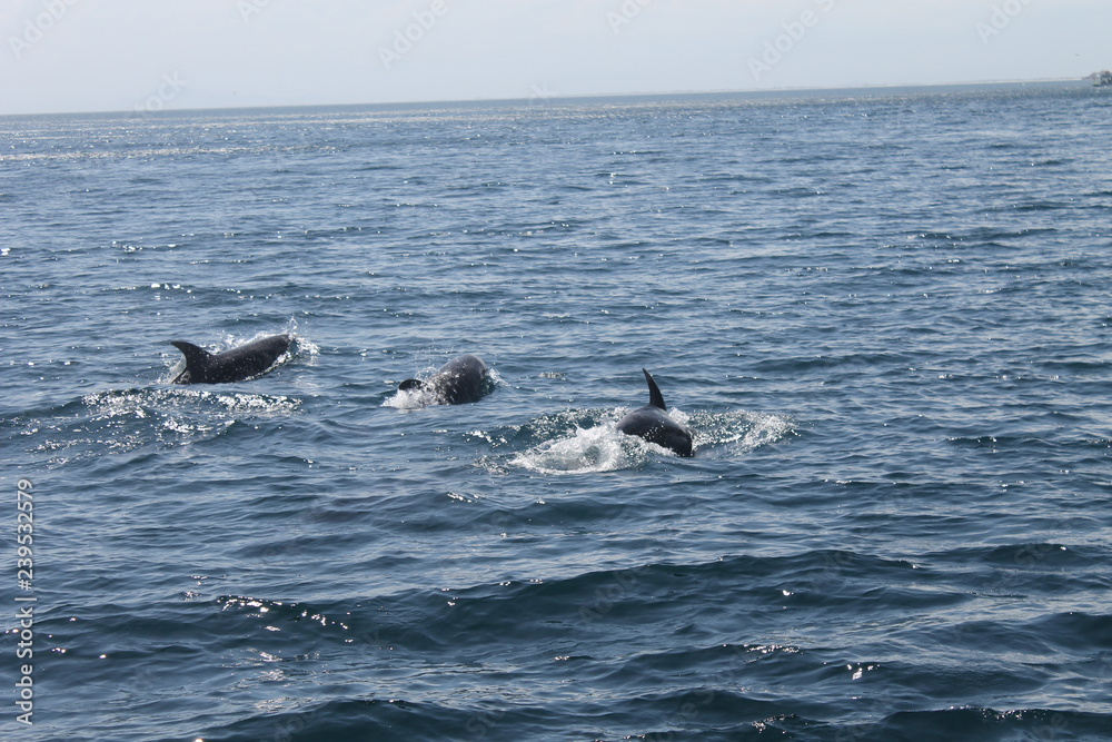 Fototapeta premium delfín