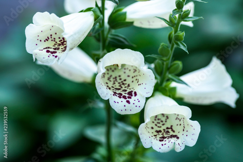 white foxgloves photo