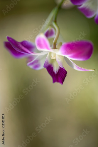 purple dendrobium orchid