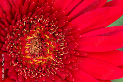 closeup of red African daisy
