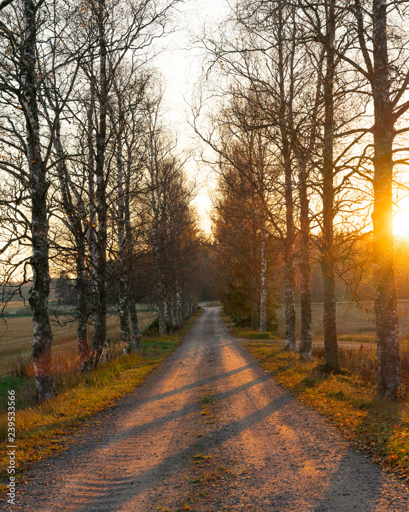 Obraz premium Birchtree road at sunset, Finland