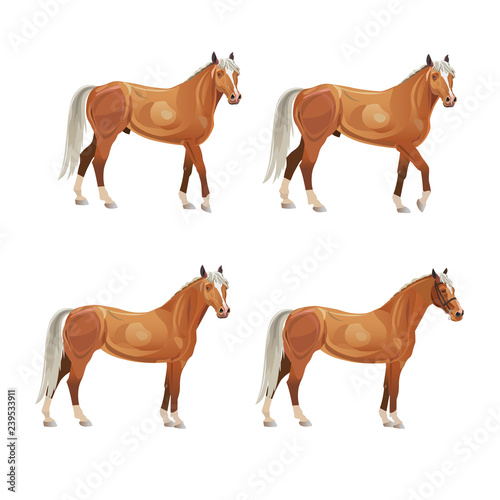 Horses in various poses