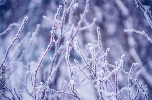 branches of a bush covered with hoarfrost close up © ARTPROXIMO