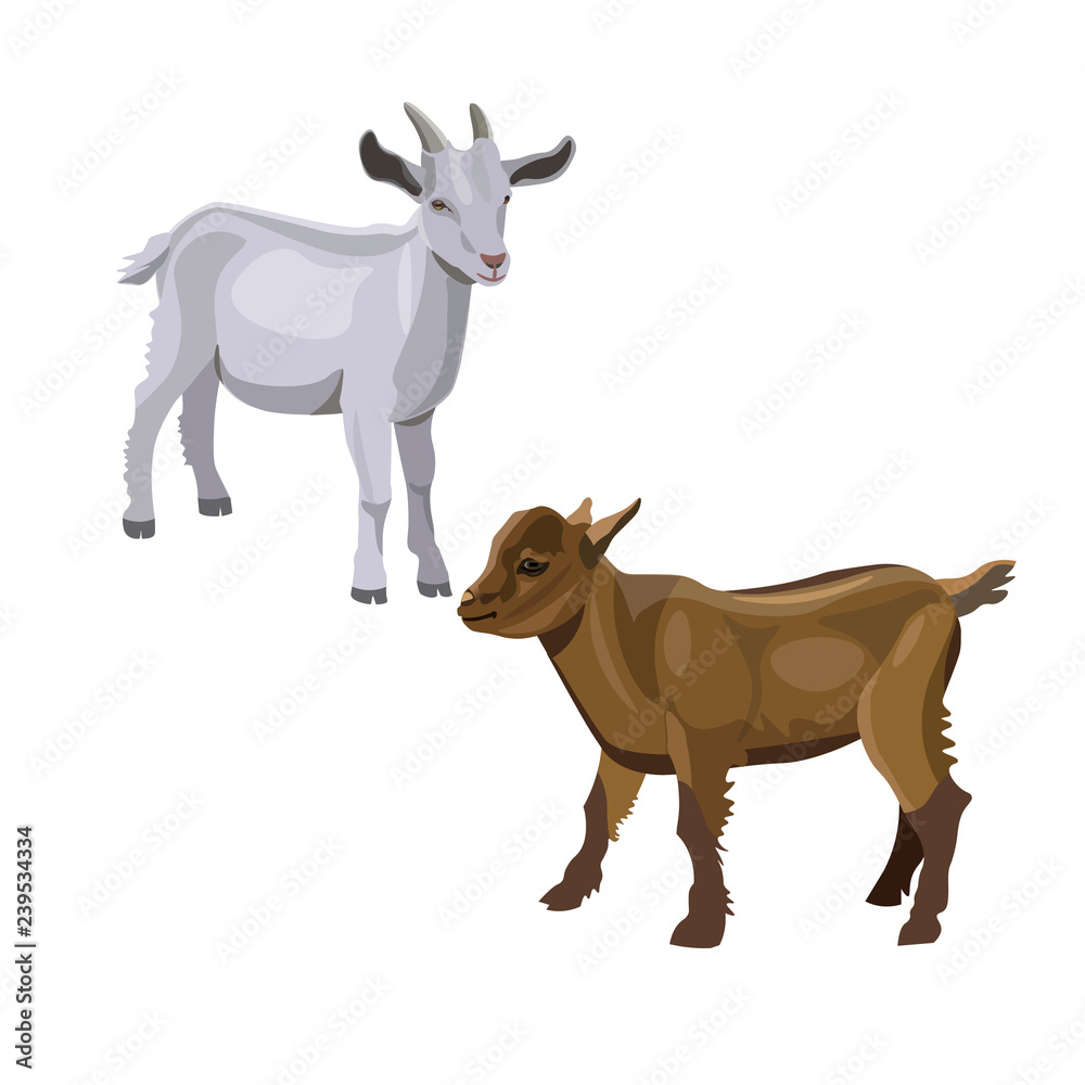 Two goatlings vector