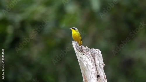 Masked Yellowthroat perched on a branch scene. The bird move its head and looks around. Scratch Its head and sing. Video recorded in Southeast of Brazil. Atlantic Forest Biome. photo