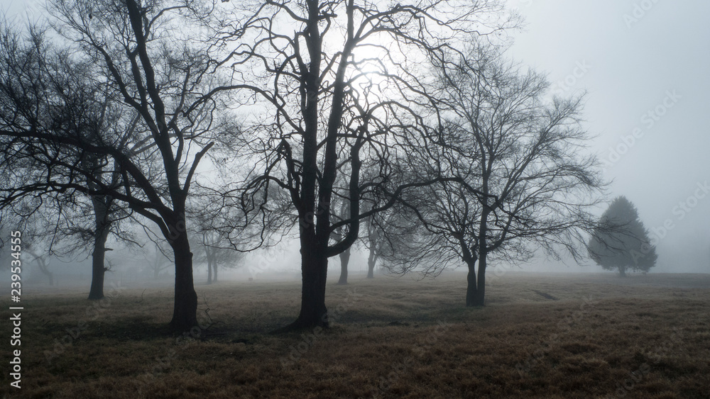 Beautiful fog and old oak trees Beautiful fog and old oak trees