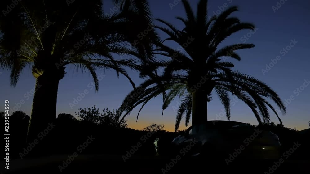 Black palm trees silhouettes on the background of sunset sky. Magnificent view of the sunset in yellow and blue. Mediterranean resort. Contre-jour, color gradient Black palm trees silhouettes on the background of sunset sky. Magnificent view of the sunset in yellow and blue. Mediterranean resort. Contre-jour, color gradient