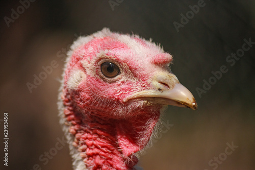 Portrait of a female turkey Close-up.