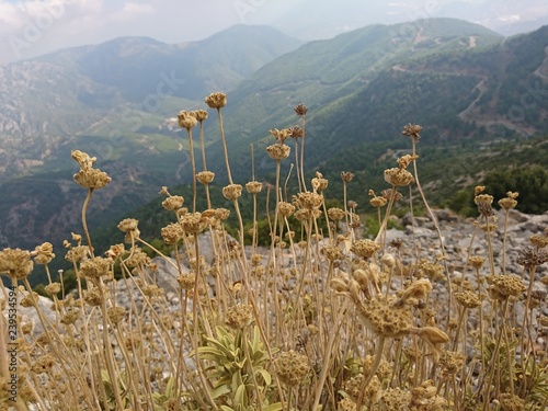 flowers in the mountains