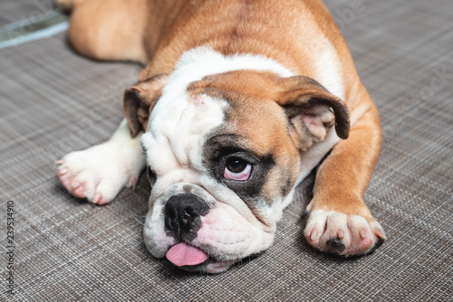Fototapeta Naklejka Na Ścianę i Meble -  Cute Bulldog Puppy