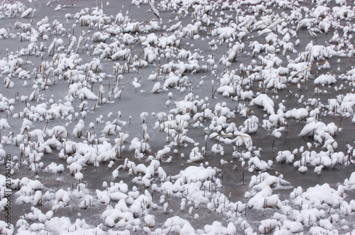 Abgeschnittene Schilfhalme im Schnee © Eberhard