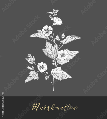 Vector marshmallow plant.