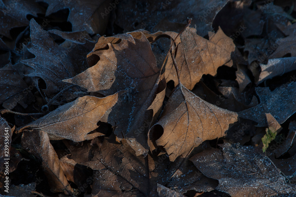 closeup of dead leaves