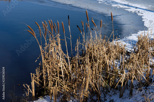 Schilf am zugefrorenen See photo