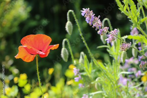 Fototapeta Naklejka Na Ścianę i Meble -  Blüten im Naturgarten