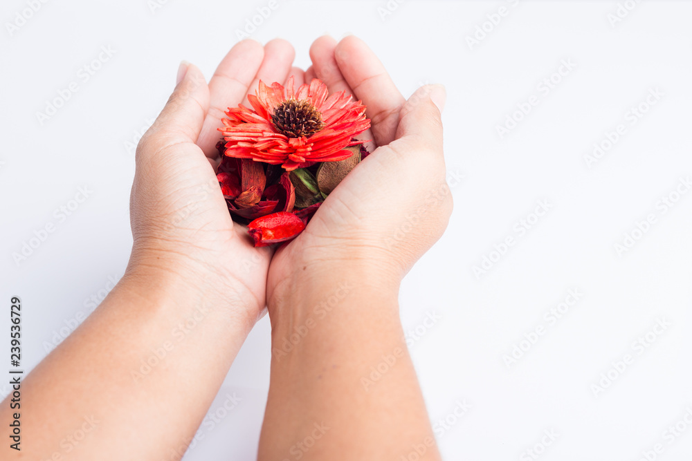 Hand holding red flower Hand holding red flower