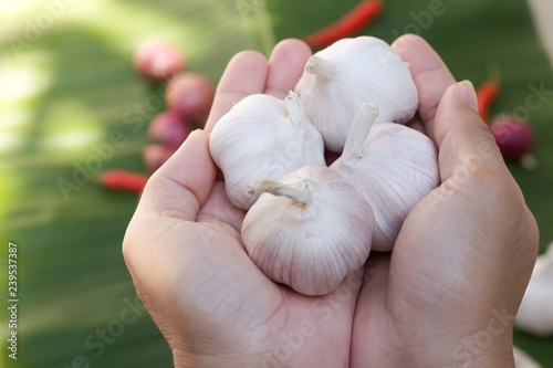Garlic bulb Holding in hand Protruding forward