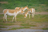 Indian Wild Asses (Equus hemionus khur), also known as Baluchi wild ass, in the Raan of Kutch, a saline desert in Gujarat - the last natural sanctuary for this sub species of Wild Ass