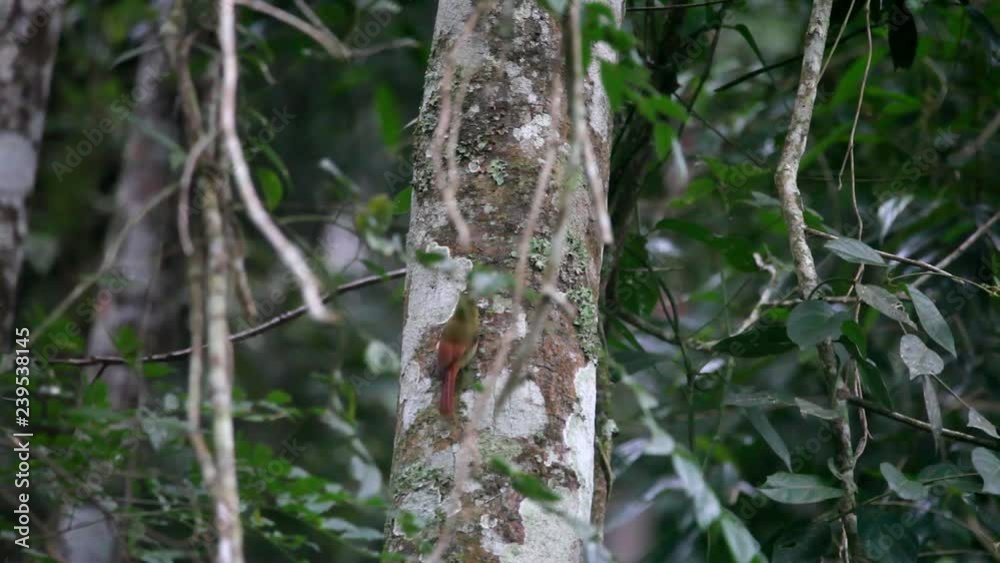 Zoom-in on a Olivaceous Woodcreeper climbing on a tree in the forest. Video recorded in Southeast of Brazil. Atlantic Forest Biome. Zoom-in on a Olivaceous Woodcreeper climbing on a tree in the forest. Video recorded in Southeast of Brazil. Atlantic Forest Biome.