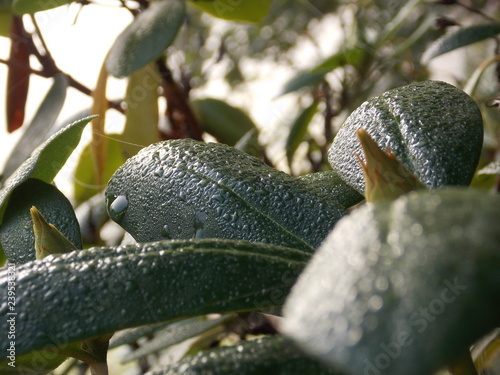 dew on Rhododendron