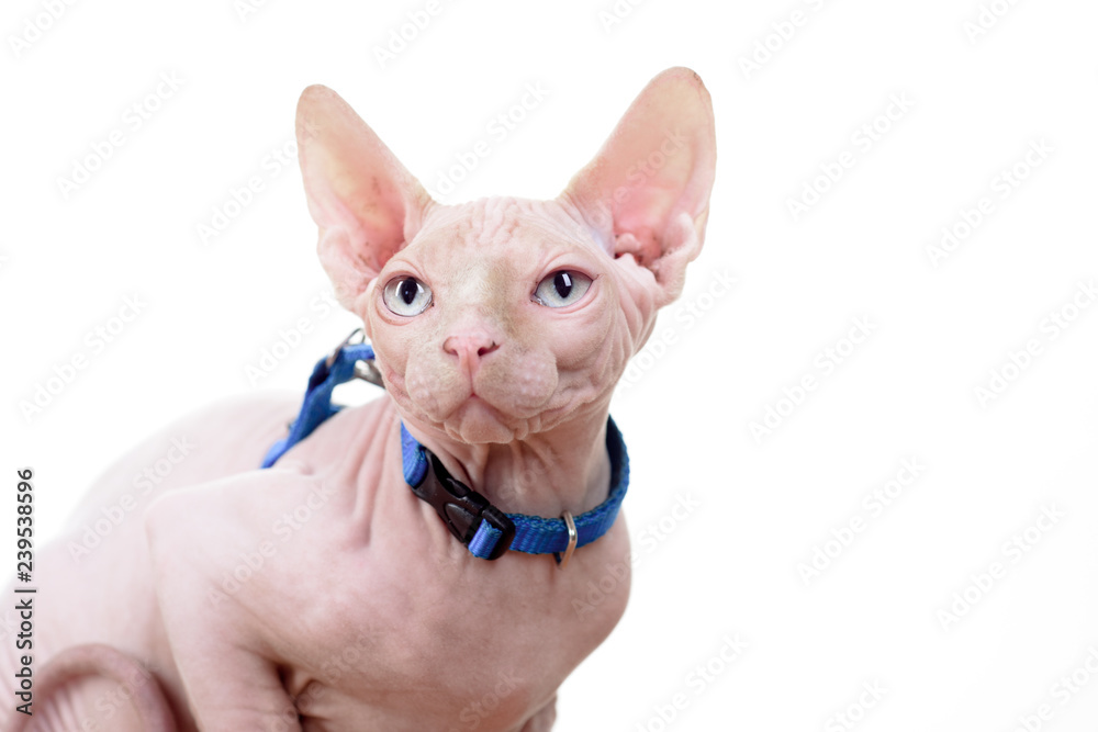 Cat. Beautiful sphinx. Cute kitten with blue eyes. A bald animal. Hairless sphinx cat. Isolated on white background.