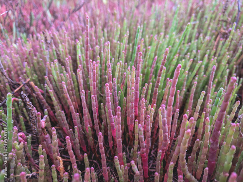 Various colorful succulent ...