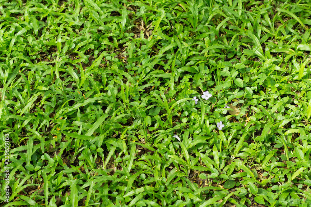 green grass and flower background green grass and flower background