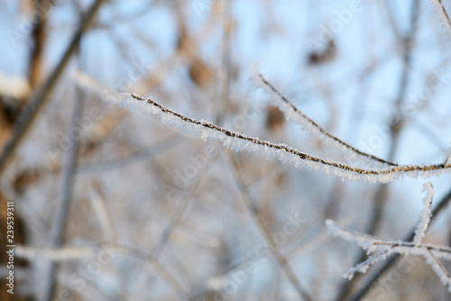 Branches of trees covered with hoarfrost in the forest close up