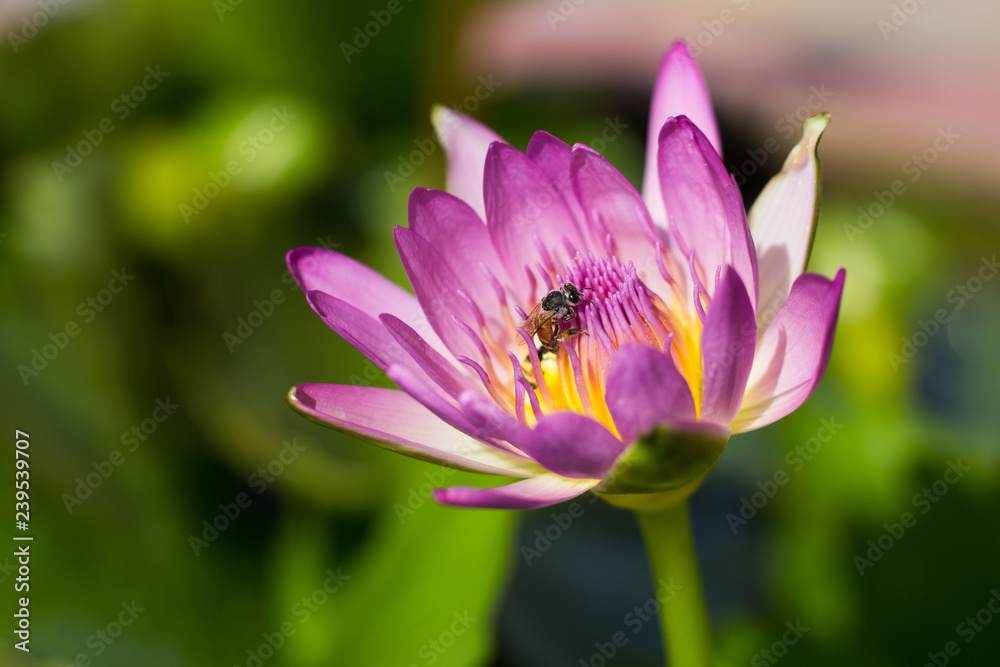 Pink Lotus flower and bee flying over, In Thailand Pink Lotus flower and bee flying over, In Thailand