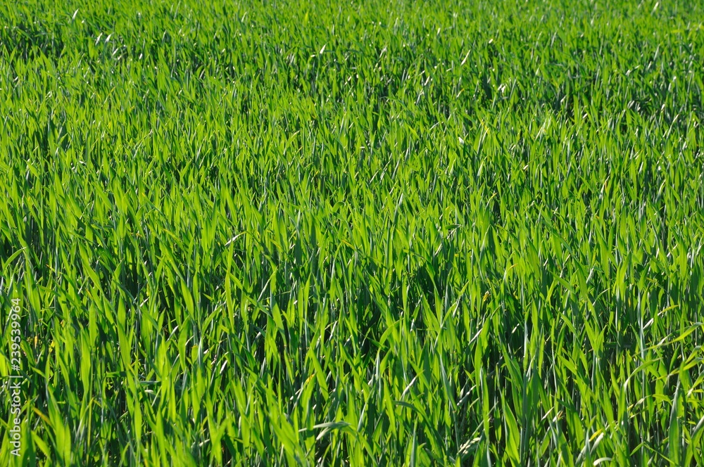 Wheat Wheat