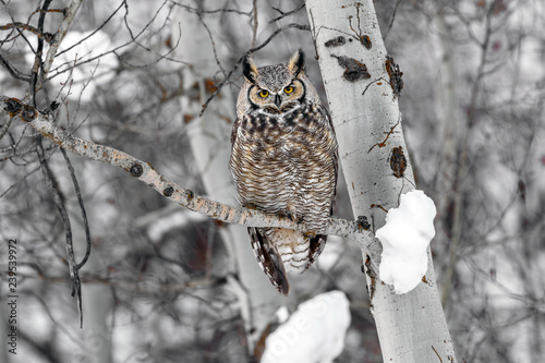 great horned owl on tree