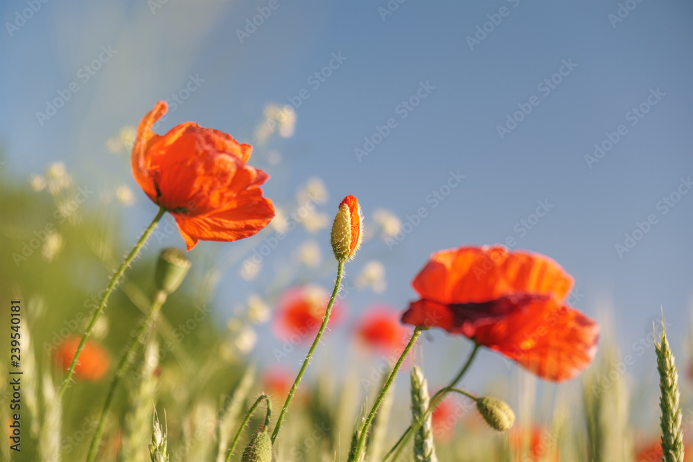 Naklejka premium Pole maków. Dziki mak, mak czerwony. Niezwykłe kwiaty. Czerwone kwiaty maku w polu.