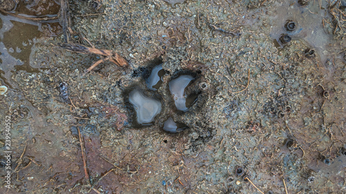 dog trail close-up