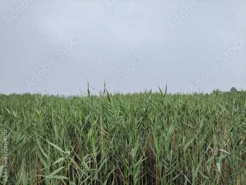 reed and green grass backgr...