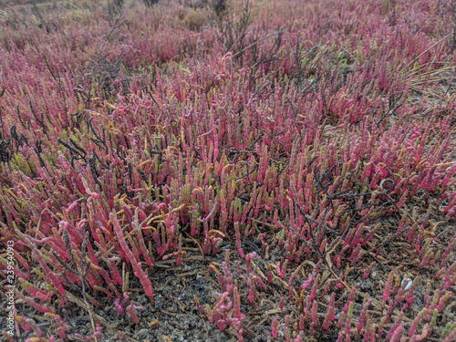 Various colorful succulent ...