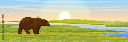 Big Brown Bear walks through the meadow to the river. Wild animals of Europe and America. Realistic Vector Landscape