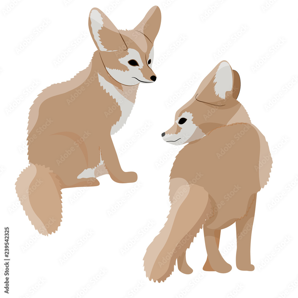 Collection of desert fox fennec. Wildlife of North Africa. Desert Sahara. Realistic Vector Animals