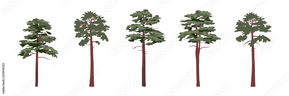 Fototapeta premium A collection of coniferous trees of pines. Realistic Vector Plants