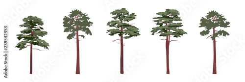 A collection of coniferous trees of pines. Realistic Vector Plants