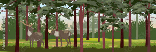 Family Wild reindeer in the pine forest. Animals of Russia, Canada, USA, Scandinavia and Iceland. Landscape north in summer. Realistic Vector Landscape